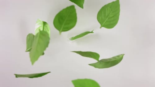 Top View of the Basil Leaves Falling White Background