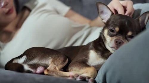 Woman Petting a Cute Chihuahua Dog on Couch