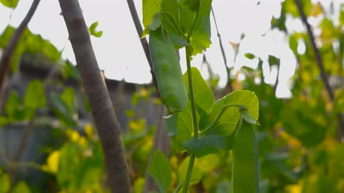 Close up of green fresh and ripe pea pods hanging on a pea plant bush plant at sunny day in a garden