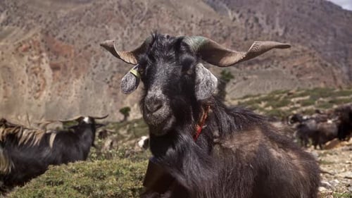 Close-Up View Of A Mountain Goat With Twisted Horns
