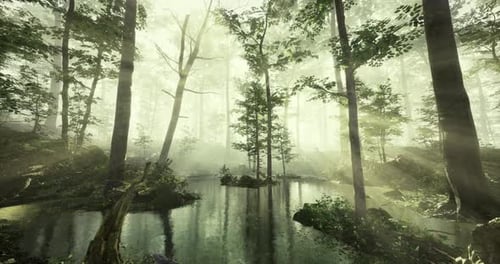 Sunlight Filters Through Trees Over a Serene Forest Pond in Early Morning