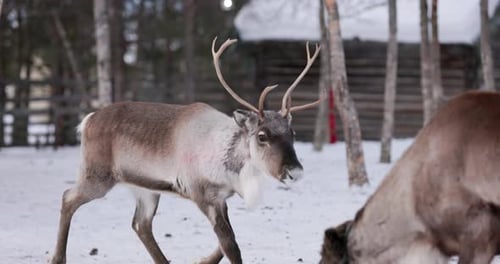 Reindeer in Lapland region, Sweden