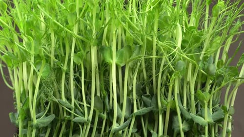 Vibrant Green Pea Shoots Growing Close Up