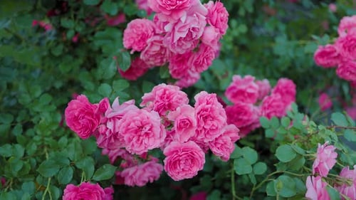 Beautiful pink roses on a background of green leaves.