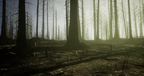 Forest Landscape with Burnt Trees and Sunlight Filtering Through Mist