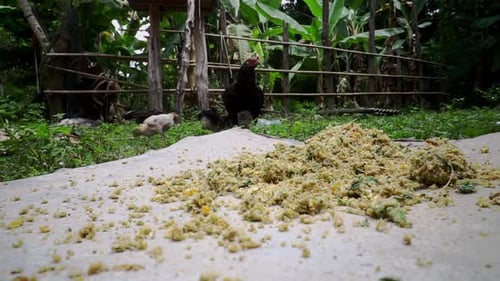 Mother Hen With Her Little Chicks Approaching The Chicken Feeds On The Ground. -low angle shot