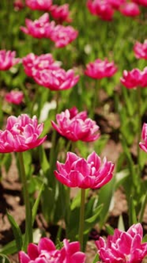 Pink Tulips Sway Gently in Sunlit Garden Rows
