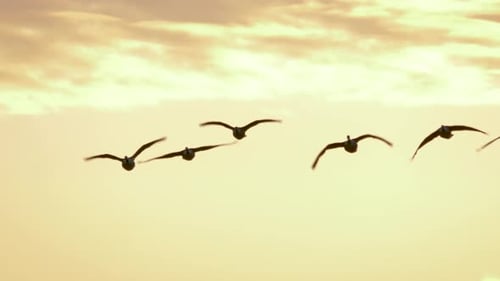 Birds Silhouetted in Golden Sky Flying in Formation