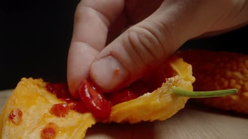 Tenez délicatement à la main plusieurs graines rouges du melon amer, mettant en valeur leur surface brillante et
