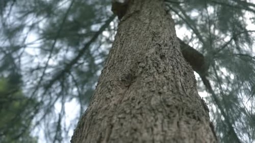 A low-angle tracking shot of a tree in the forest looking up with the stem on foreground and the