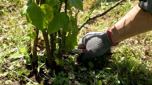 08 1Summer pruning of fruit trees and bushes. Farmer cuts off excess and dry branches. Gardening con