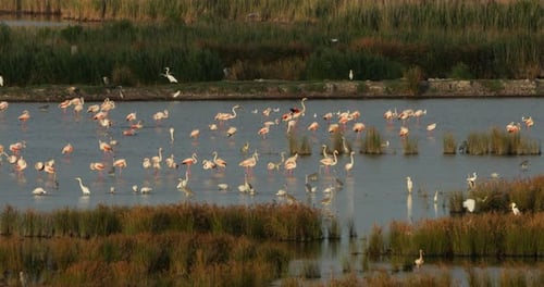 Wildlife ine the Camargue, Southern France, France
