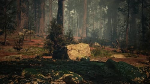 Forêt de séquoias avec des arbres et des rochers abondants
