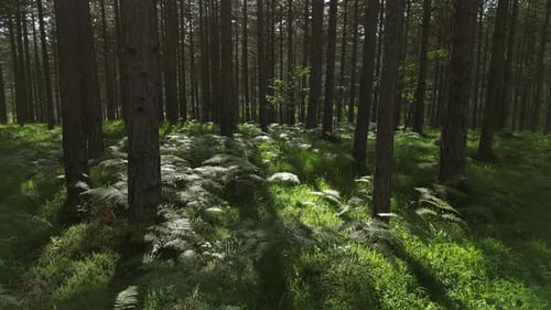Moving in Spring Forest with Sunshine