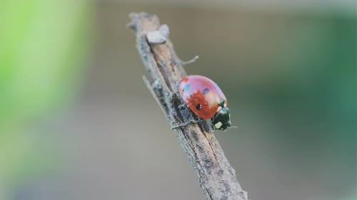 Ladybug on a Twig in Close Up