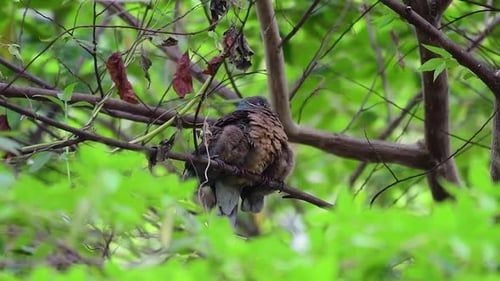 Cette tourterelle brune à bec court et ses oisillons sont un oiseau endémique que l'on trouve aux Philippines et par