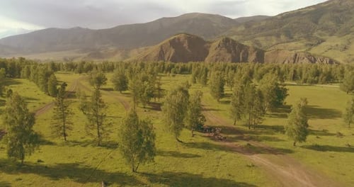 Aerial View Low Flight Above Evergreen Pine Tree Landscape with Endless Mountain Forest at Sunny