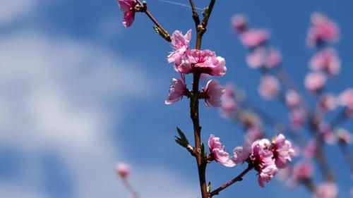 Pink Blossoms Bloom Against Blue Sky