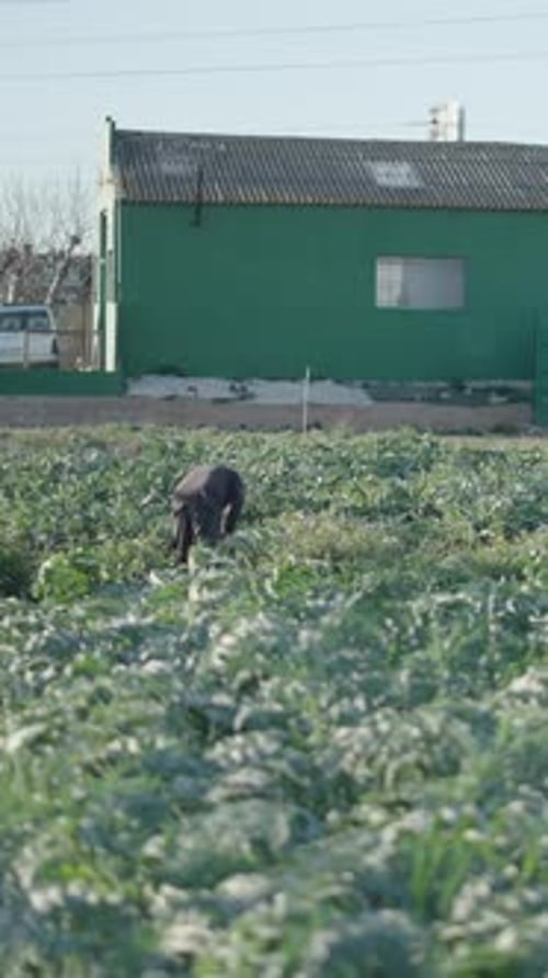 Agricultor trabalhando em uma plantação no campo ao lado de uma grande casa verde