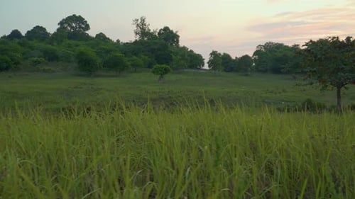 An aerial view of a solitary tree standing in a lush green field. Alone tree in the middle of meadow
