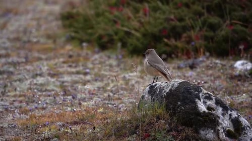 accent alpin (Prunella collaris) Ralenti