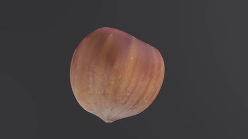 Close-Up of a Hazelnut on Dark Background