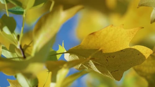 Dry Yellow Maple Leaf Growing Thin Twig Close Up. Colorful Leaves Rustle