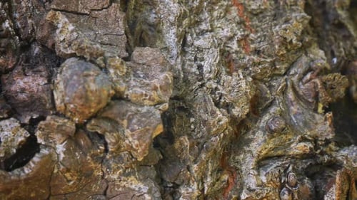 Macro of Tree Bark Texture in Natural Light