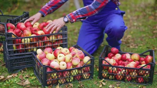 Red ripe apples harvesting in the field. Fresh picked apple harvesting on farm.