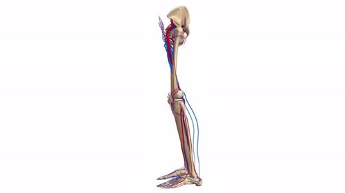 3D Human Leg Skeleton and Vascular System Medical Animation