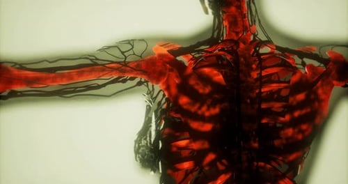 Detailansicht der Anatomie des menschlichen Skeletts mit Hervorhebung der Skelettstruktur