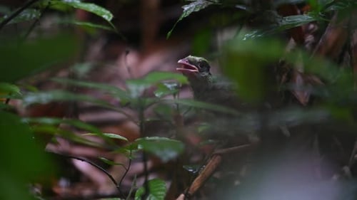 Seen balancing on a perch on the forest ground facing towards the camera chirping; Common Green Magp