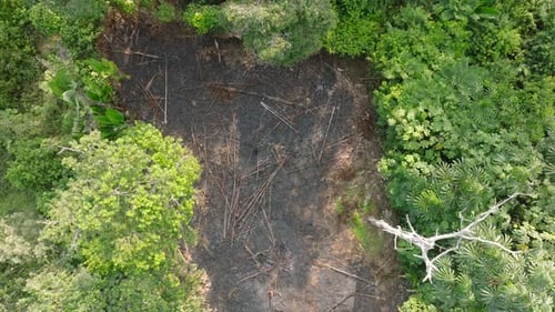Birds Eye View of Tropical Landscape Deforestation