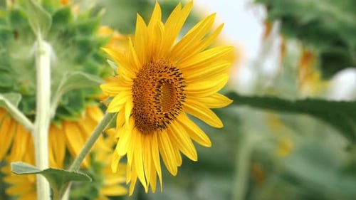Sunflower. Sunflower field. Beautiful footage of sunflowers field. Close footage of sunflowers field