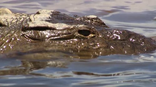 Close-up of the crocodile eye and zoom out for a wide shot of a large crocodile by the Tarcoles rive