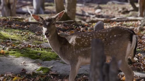 Elegant Deer Stands in a Forest