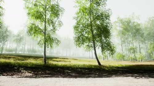 Birch Forest in Sunlight in the Morning