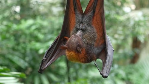 un murciélago que cuelga de una rama