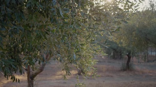 Virgin agriculture of olive orchard for oil production and export.