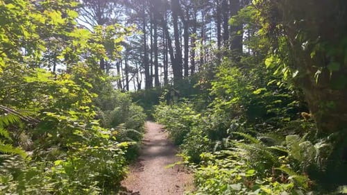 View From a Moving Perspective Walking Along a Narrow Forest Trail Surrounded By Green Foliage and