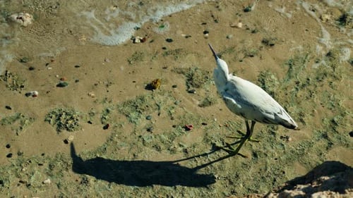 White Reef Heron Walking on Wet Sand Along Red Sea Shoreline in Egypt Coastal Seabird Casting Long