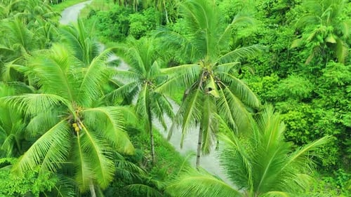 Aerial View of a Narrow Paved Road Winding Through a Dense Tropical Palm Tree Forest Surrounded By