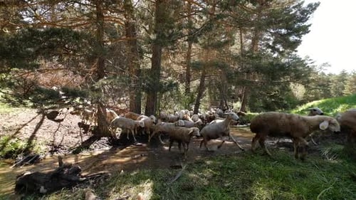 Flock Of Sheep Passing Through Wetland In Forest