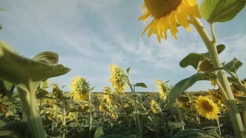 Sunflower Field in the Field