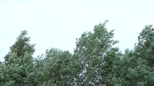 Green Trees Swaying Violently in Strong Winds