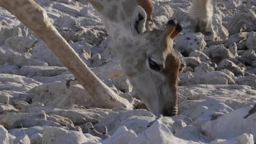 Closeup, Giraffe drinking from Okaukuejo waterhole on wildlife reserve