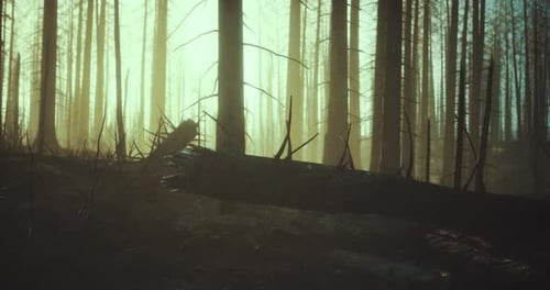 Sunrise Illuminates Burned Forest Highlighting Charred Trees and Fallen Logs