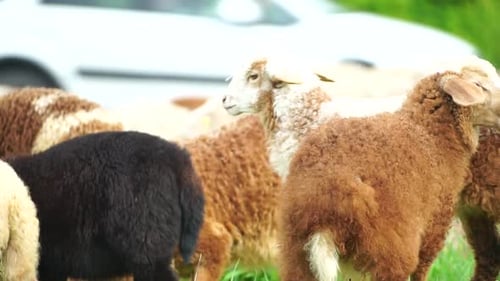 Rebaño de ovejas pastando en un verde campo de verano, pocas ovejas negras, marrones y blancas comen