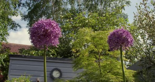 Mirando hacia arriba dos flores de Allium purple sensation