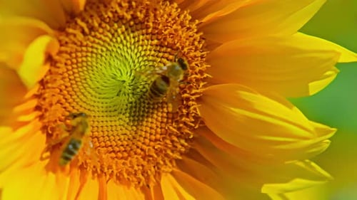 Bees Pollinating a Stunning Yellow Sunflower Blossom